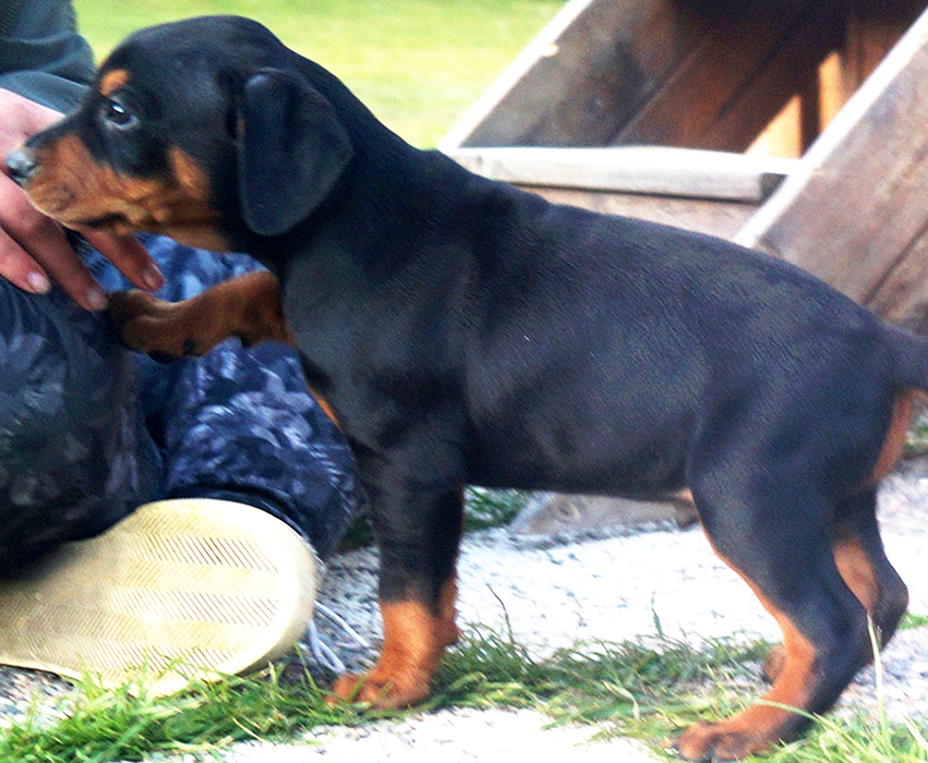 Pinscher * Xélanc Kindly King 6 veckor